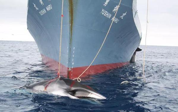猎杀333头小须鲸 日本政府补助捕鲸引公愤_湖