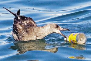 塑料危机席卷全球 5万亿海洋塑料碎片可绕地球