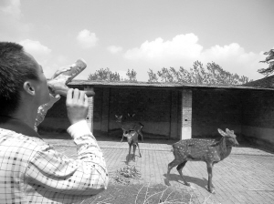 南京一鹿场每天有人排队喝鹿血 血腥现场令人