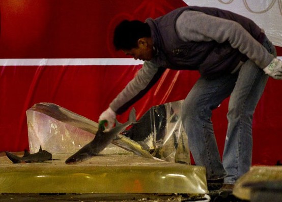 上海步行街鲨鱼缸爆裂 3条鲨鱼死亡15人受伤(组图)-荆楚网 www.cnhubei.com