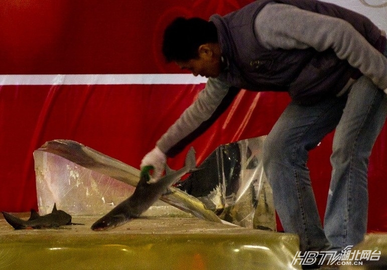 上海南京路鲨鱼缸爆裂15人受伤 养鲨鱼宠物需