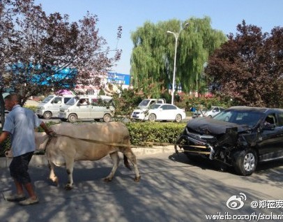 老牛拉破车街头来回转悠车主称是在维权组图