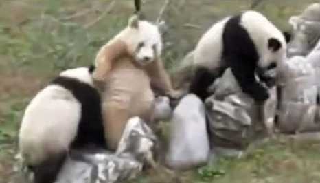 ����������ɫ����è ������ʱ����δ������(ͼ)��6��