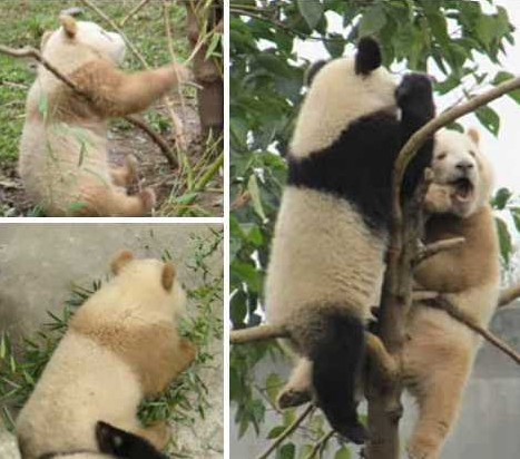 ����������ɫ����è ������ʱ����δ������(ͼ)��8��