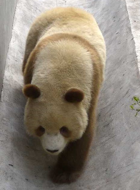 ����������ɫ����è ������ʱ����δ������(ͼ)��9��