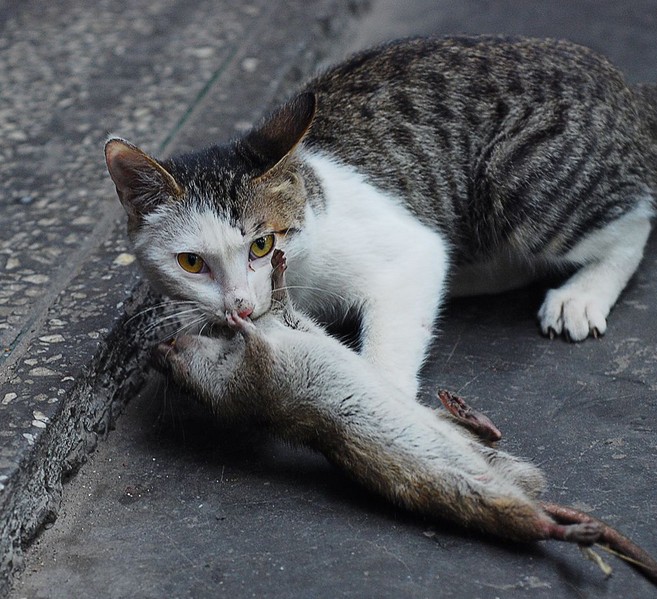 硕大老鼠一连咬死三只猫崽 市民:可能死于江湖