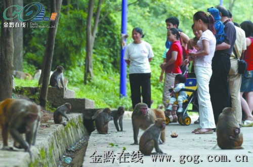 黔灵山公园猴子伤人:游客喂猴致男婴睾丸被吞食丧失生殖能力