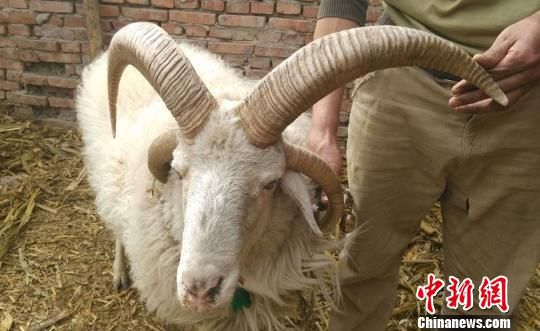新疆温宿县一只“怪”羊头长四只羊角（图）