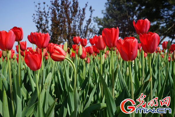 【网络媒体走转改】唐山世园会开幕“不落幕” 【网络媒体走转改】唐山世园会开幕“不落幕”