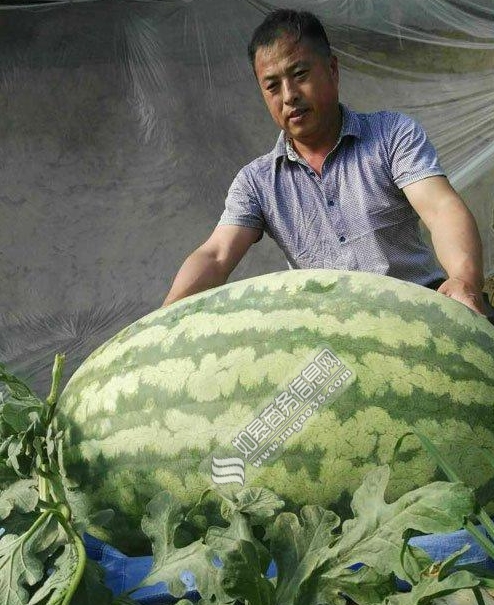 瓜农种出超大西瓜近160斤 吃货:挖个小口钻进