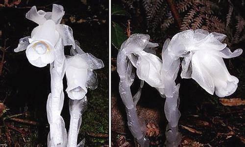 四川发现冥界之花 腐生植物有哪些?对生态系统有何作用?_荆楚网