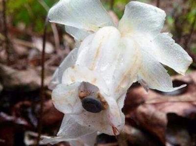 四川发现冥界之花 无起死回生之效 揭秘冥界四大死亡之花_湖北日报网