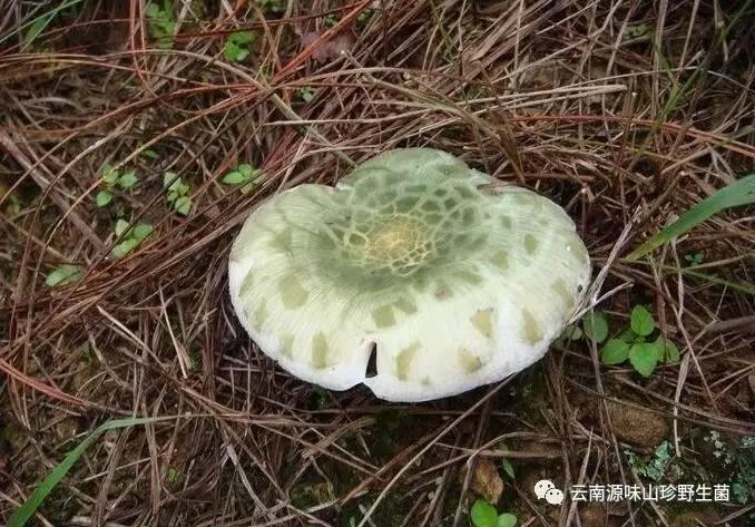 云南野生蘑菇王引关注 云南知名野生菌你知道多少?