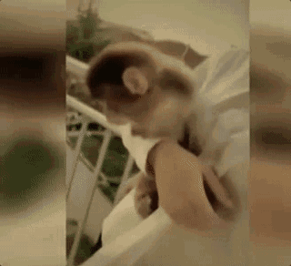 网红直播养猴牵出大案:36只猕猴20只被养死!买
