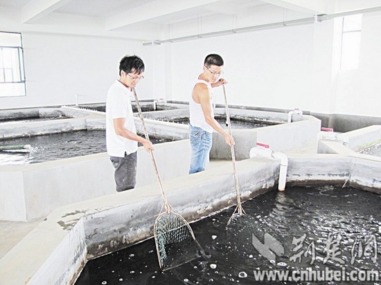 武汉渔业养殖工厂化+循环水养鱼成本高