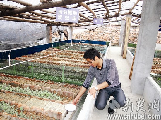 湖北农户养殖金头蜈蚣 供应餐饮店药材商致富