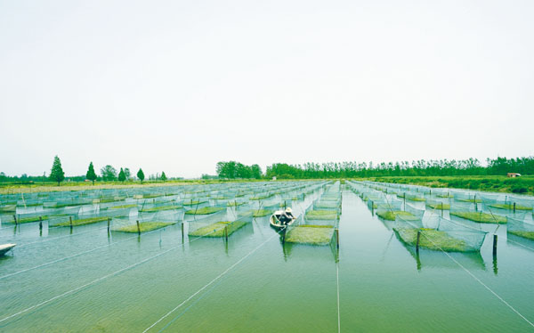 2015年泥鳝,黄鳝养殖成为湖北继小龙虾,河蟹之后第三个"百亿"渔业产业