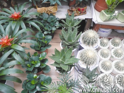 网传电脑宝贝防辐射受热捧 专家:美丽的噱头