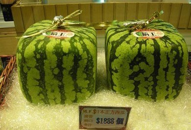 日本天价方形西瓜引关注 一个高达860美元