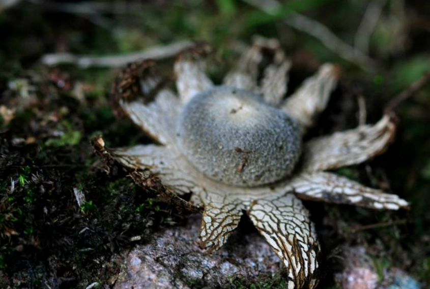 湖北发现中国植物新种 荆楚大地这些神奇植物