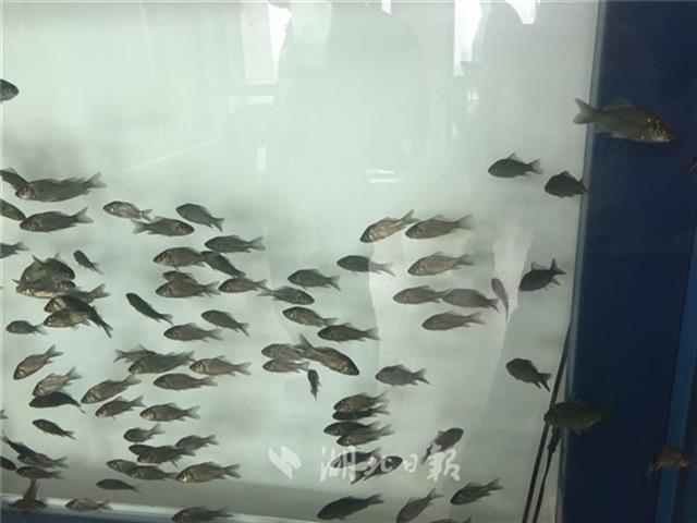 武汉科学家育出新品种 全国鲫鱼三年内将更新