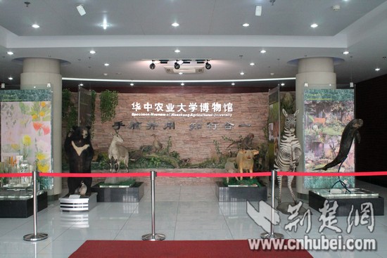 华中农业大学博物馆:在标本王国里认识世界