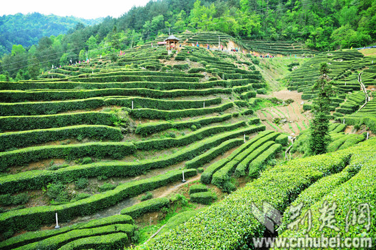 湖北發(fā)布19條茶文化旅游線路 游綠水青山品道地新茶(圖)(圖1)