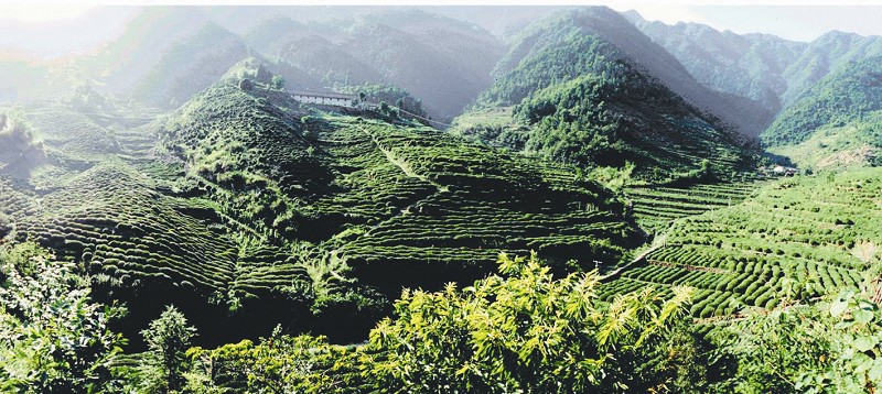 湖北發(fā)布19條茶文化旅游線路 游綠水青山品道地新茶(圖)(圖6)