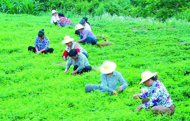 湖北发布19条茶文化旅游线路 游绿水青山品道地新茶(图)(图7)