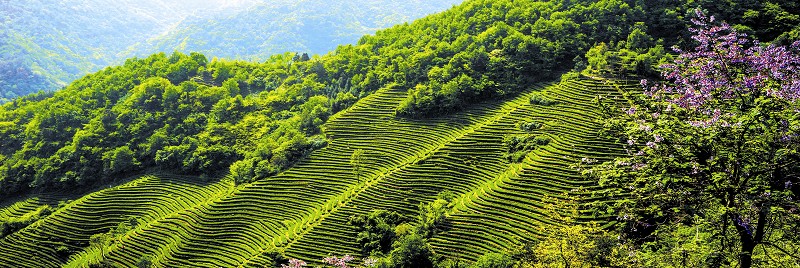 湖北发布19条茶文化旅游线路 游绿水青山品道地新茶(图)(图8)