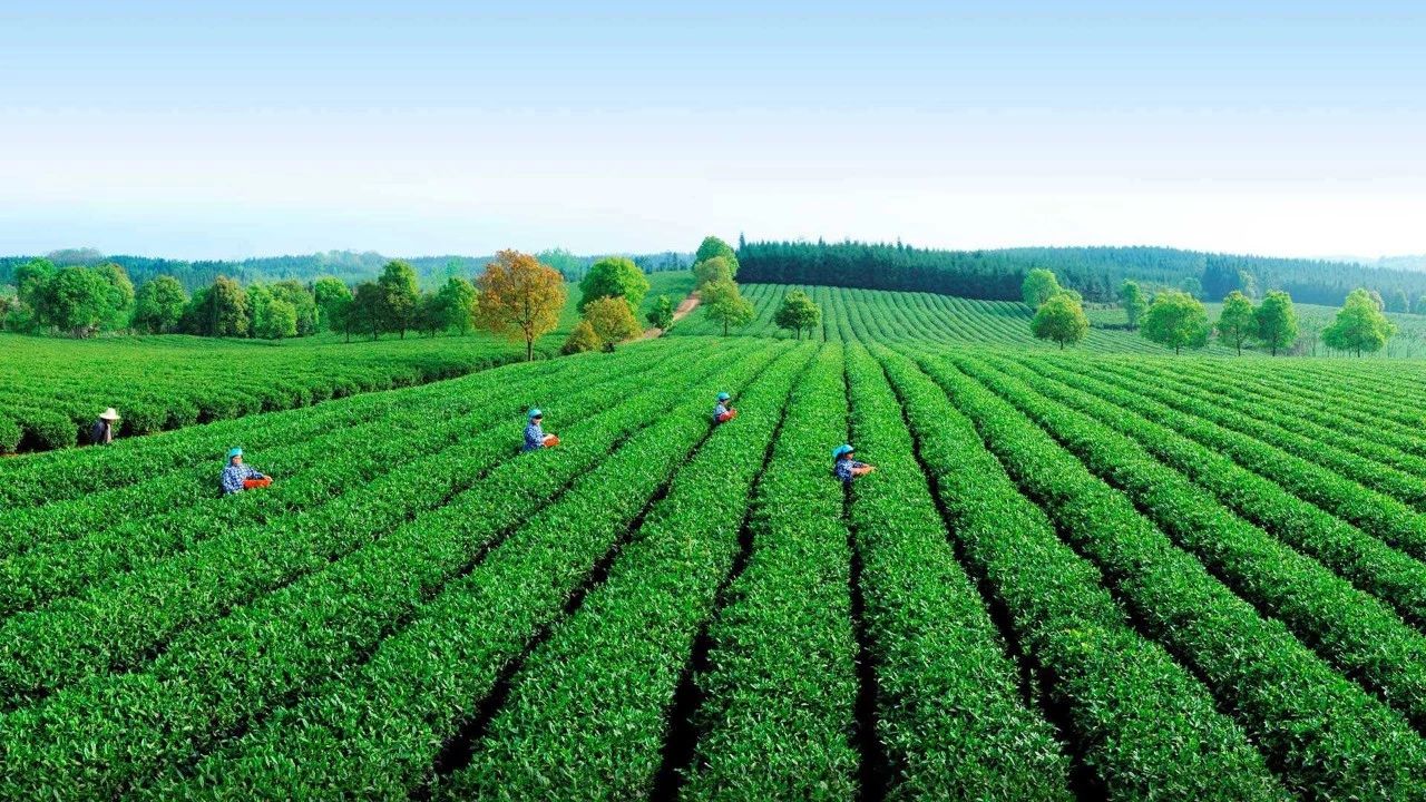 湖北發(fā)布19條茶文化旅游線路 游綠水青山品道地新茶(圖)(圖10)