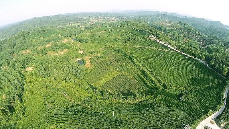 湖北發(fā)布19條茶文化旅游線路 游綠水青山品道地新茶(圖)(圖11)