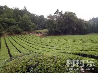 湖北發(fā)布19條茶文化旅游線路 游綠水青山品道地新茶(圖)(圖15)