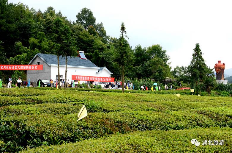 湖北發(fā)布19條茶文化旅游線路 游綠水青山品道地新茶(圖)(圖16)