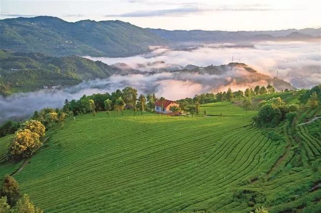 湖北發(fā)布19條茶文化旅游線路 游綠水青山品道地新茶(圖)(圖19)