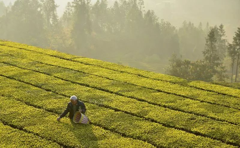 湖北發(fā)布19條茶文化旅游線路 游綠水青山品道地新茶(圖)(圖20)