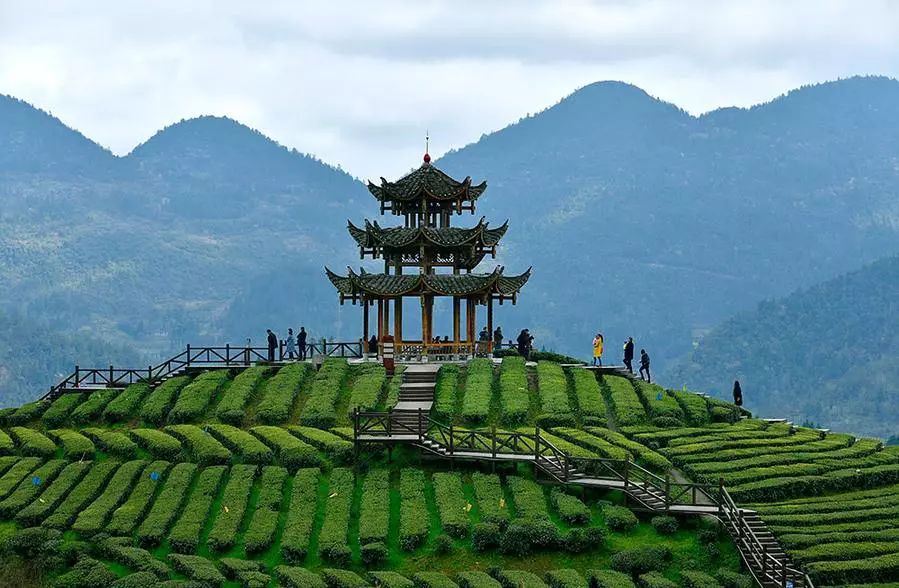 湖北發(fā)布19條茶文化旅游線路 游綠水青山品道地新茶(圖)(圖21)