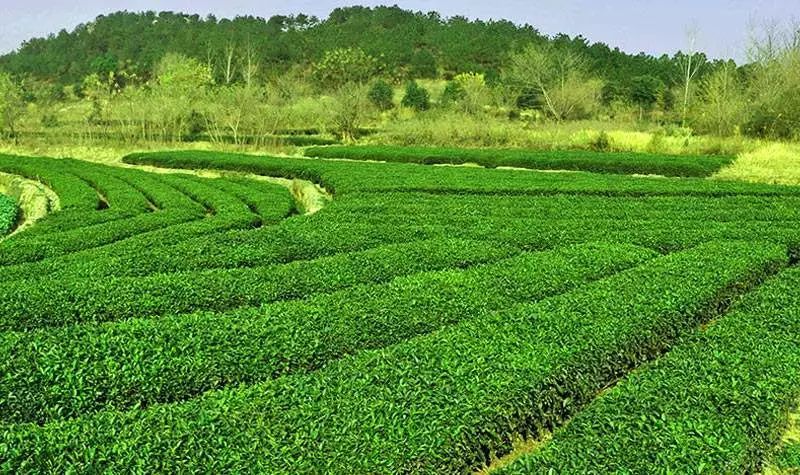 湖北發(fā)布19條茶文化旅游線路 游綠水青山品道地新茶(圖)(圖22)