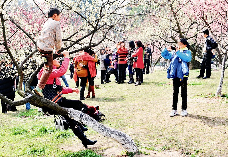武汉各景区不文明现象屡现:爬树拍照折枝踩花(图)