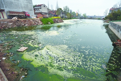 泡菜厂排放的污水把这条通往新洲七湖湖区的水沟污染得臭气熏天.