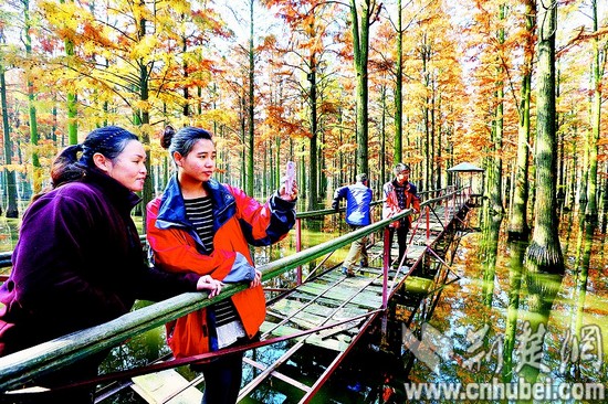 武汉新洲区湿地秋色斑斓水杉树叶金黄宛如仙境