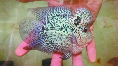 武汉建基地优育热带观赏鱼 首创通体发光荧光