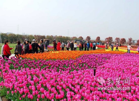 清明假期武汉赏花游持续火爆东西湖郁金香受热捧