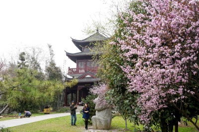 武汉堤角公园风景如画 400余株樱花悄然怒放(图)