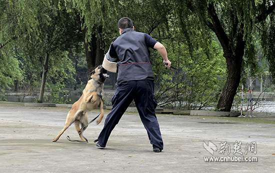 小记者探秘武汉警犬基地 与"犬中精英"零距离