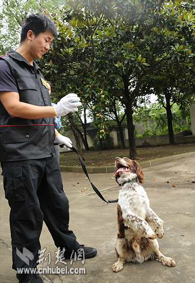 小记者探秘武汉警犬基地 与"犬中精英"零距离