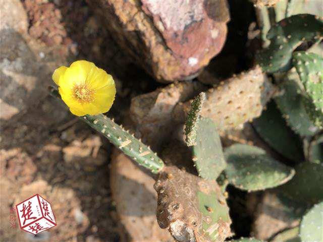 武汉植物园前世今生:60年前大牌专家筹建 如今成重量级植物大基地(图7)