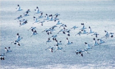 百万候鸟飞去又飞回 江夏上涉湖湿地重现万鸟齐飞奇观(图)(图1)