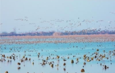 百万候鸟飞去又飞回 江夏上涉湖湿地重现万鸟齐飞奇观(图)(图2)