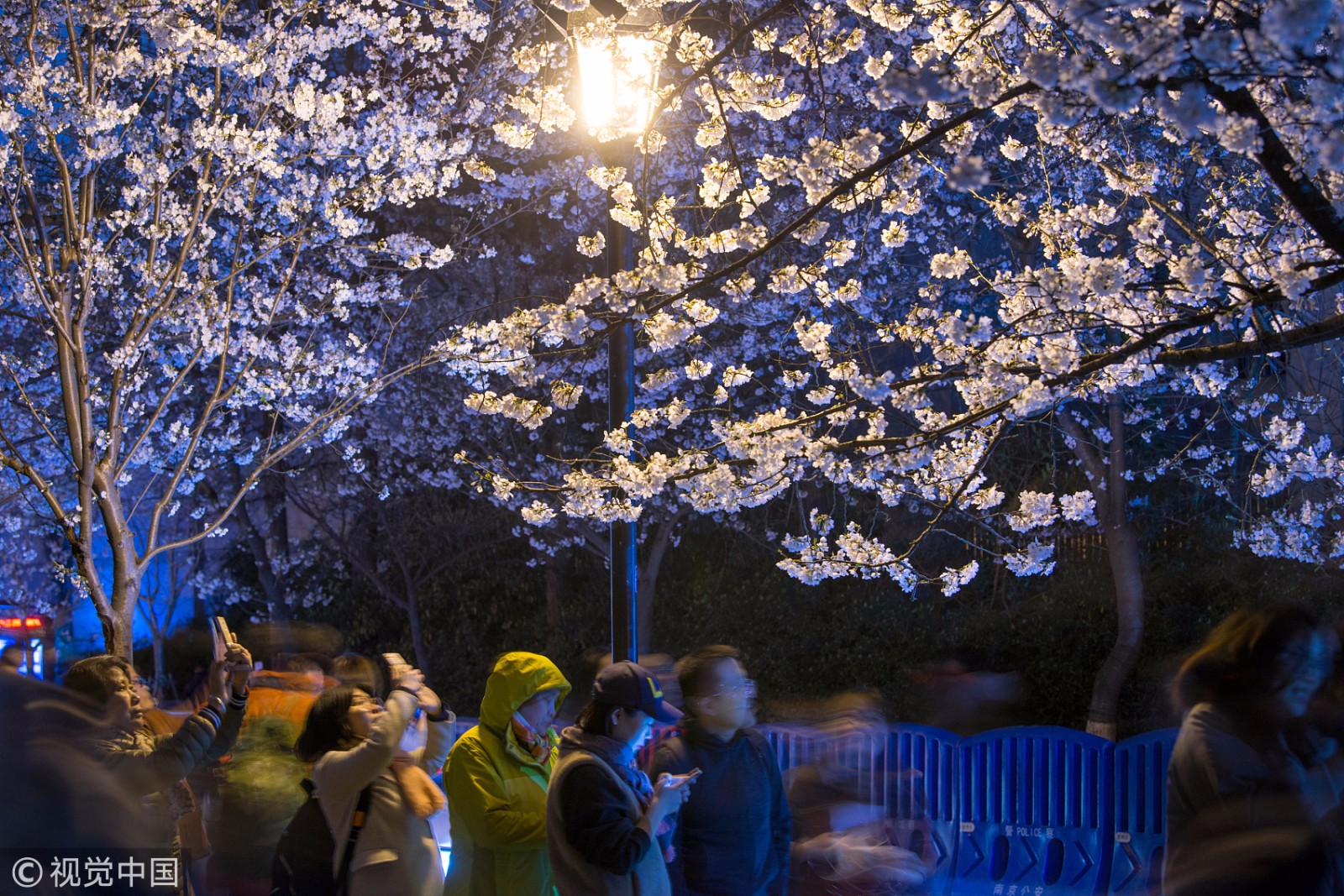 夜晚时分,鸡鸣寺的樱花在灯光映照下分外美丽,吸引了众多市民前来观赏